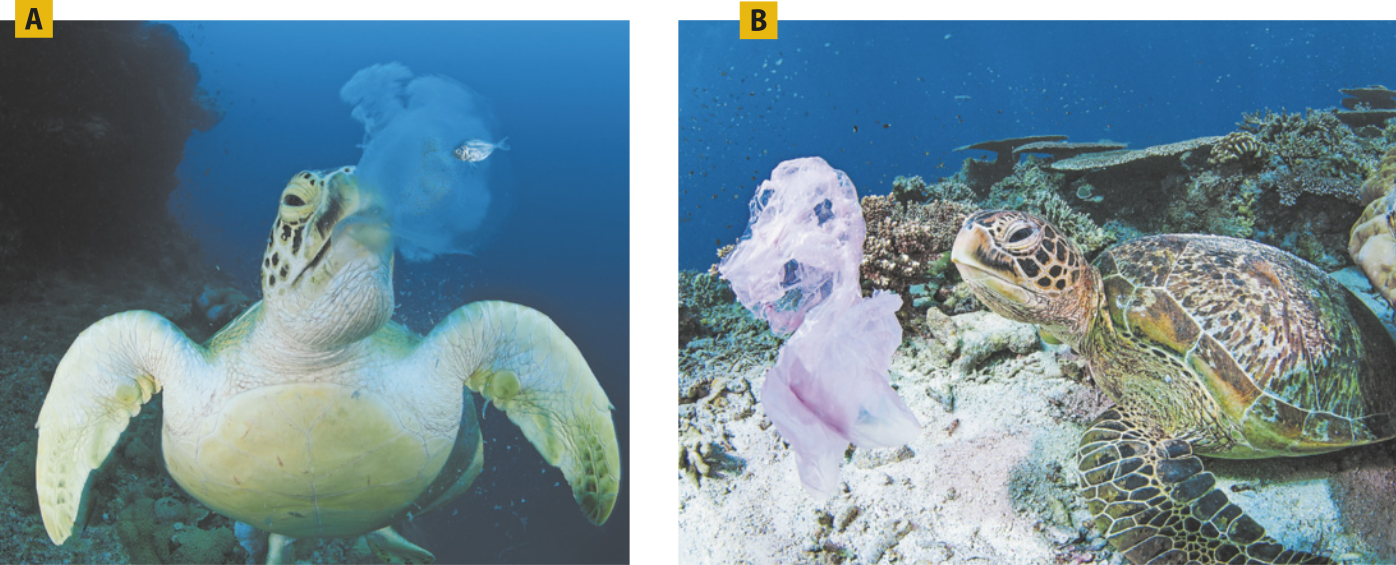 Composição de duas fotografias. A. Fotografia de uma tartaruga marinha se alimentando de uma água-viva no fundo do mar. B. Fotografia de uma tartaruga marinha ao lado de uma sacola plástica no fundo do mar.