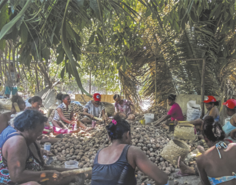 Fotografia de um grupo de mulheres reunidas sob a sombra de árvores, sentadas ao redor de uma grande quantidade de cocos, realizando atividade manual. Algumas utilizam ferramentas, cestos ou recipientes durante o trabalho.