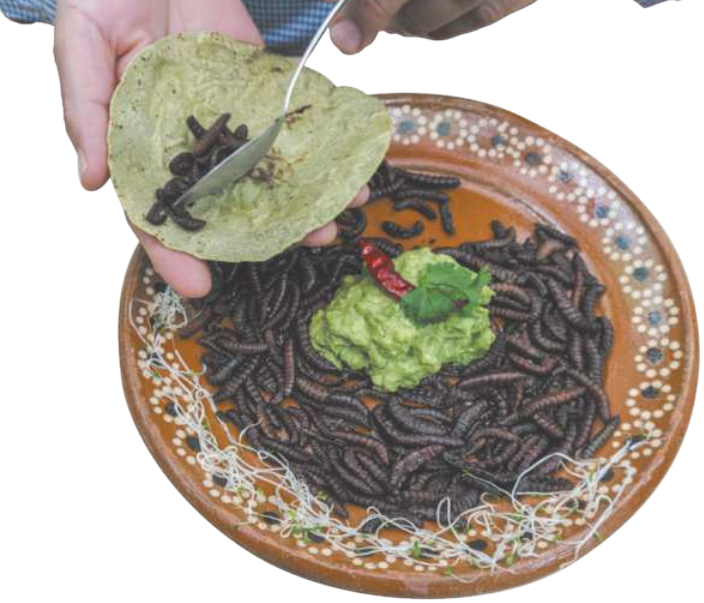 Fotografia de um prato de cerâmica decorado, contendo uma porção de larvas de inseto com guacamole no centro, enfeitado com uma pimenta e algumas folhas. Acima do prato, uma pessoa segura uma tortilha e utiliza uma colher para colocar algumas larvas sobre ela.