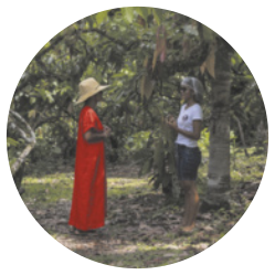 Fotografia de duas mulheres ao lado de um pé de cacau, carregado de frutos pendurados.