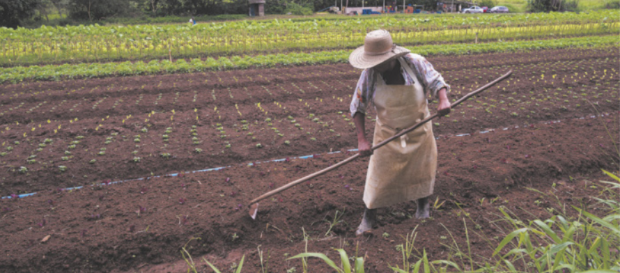 Fotografia de uma horta, com um homem usando avental e chapéu, preparando a terra com uma enxada.